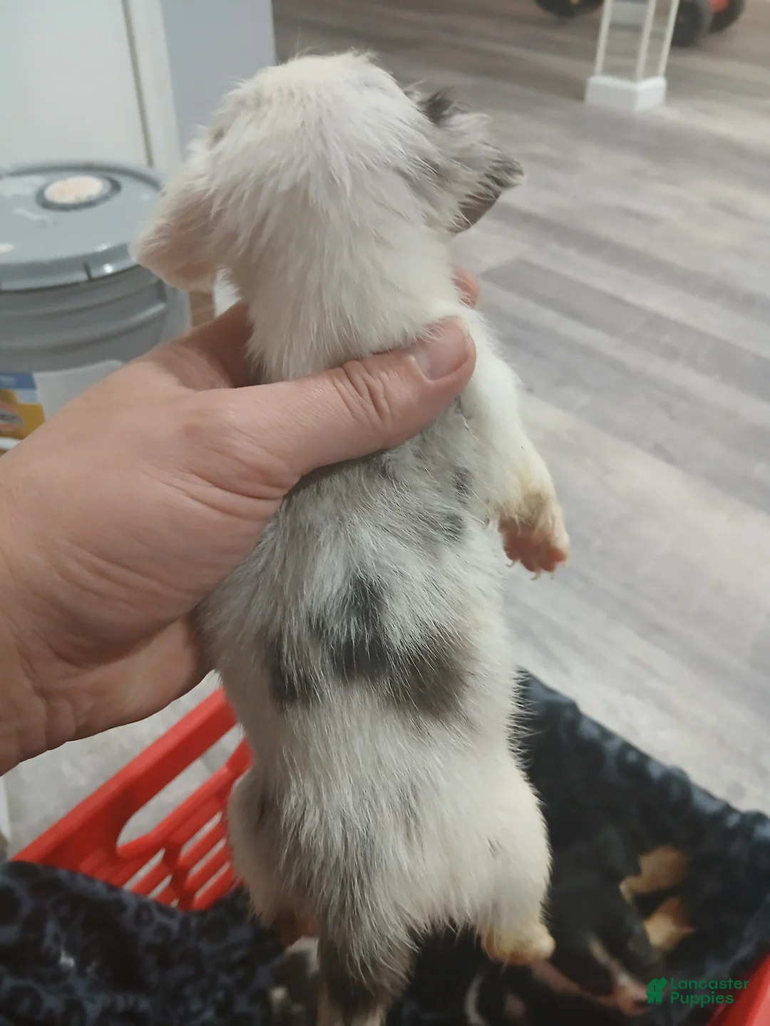 Chiweenie dogs for sale: Chiweenie Puppy 4 - Ad 3