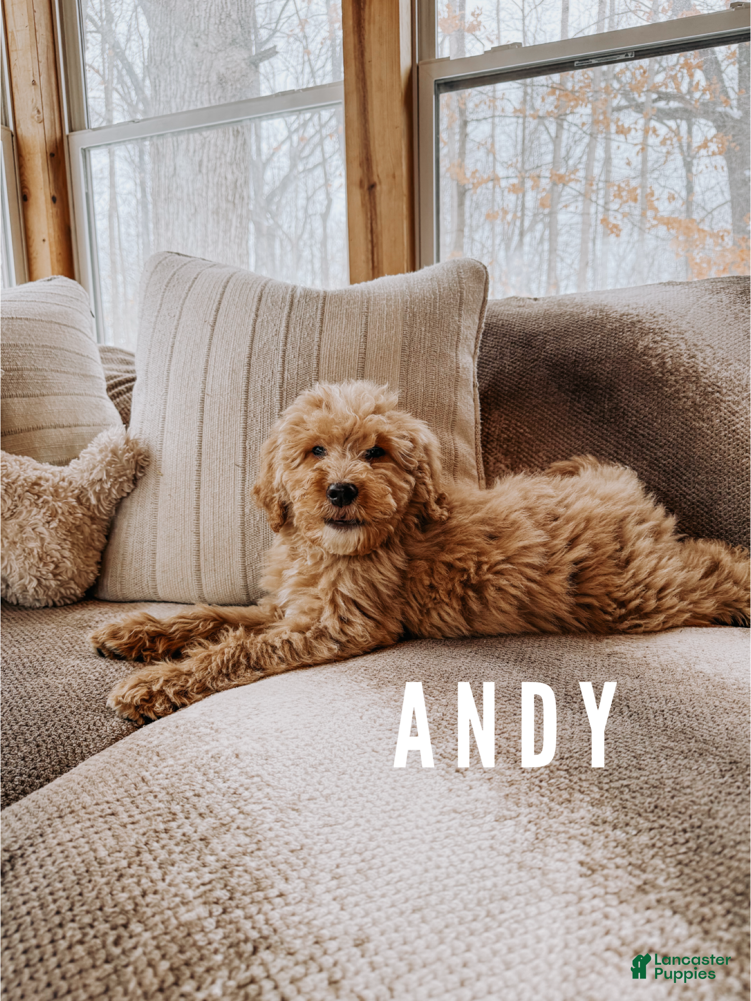 Goldendoodle dogs Andy - Ad 26