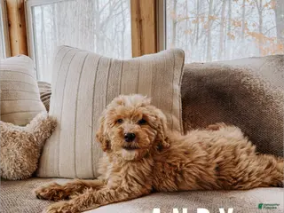 Goldendoodle dogs Andy - Ad 26