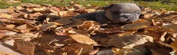 French Bulldog dogs for sale: Walter  - Ad 19