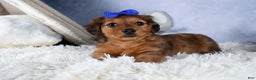 Miniature Dachshund dogs for sale: Jasper - Ad 8