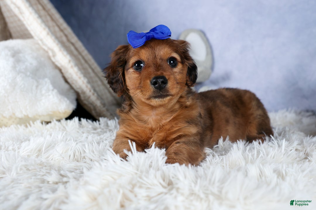 Miniature Dachshund dogs for sale: Jasper - Ad 8