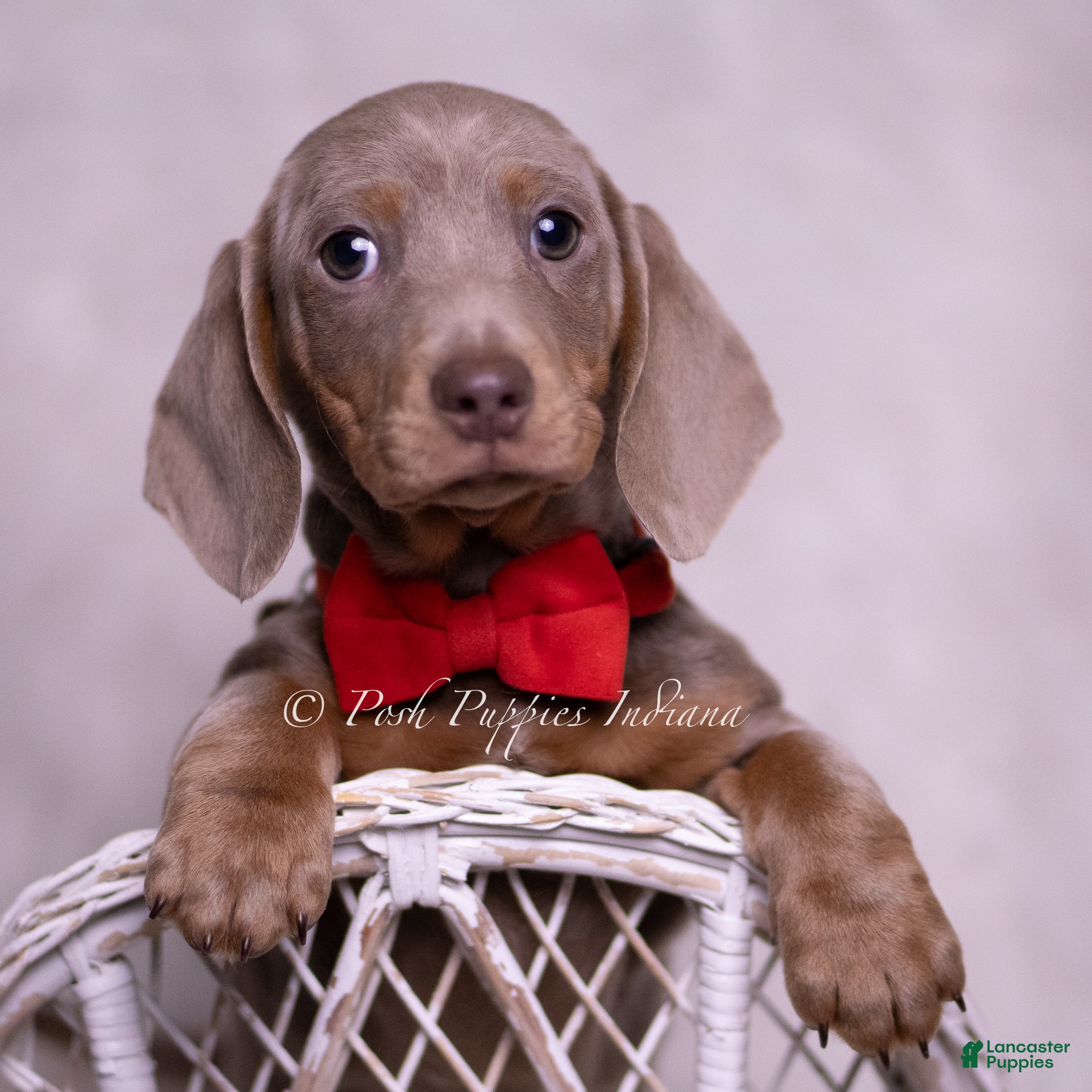 Miniature Dachshund dogs Baltic - Ad 1