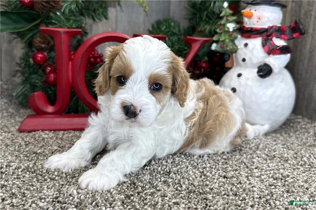 Cavapoo dogs for sale: Cavapoo Puppy 1 - Ad 1
