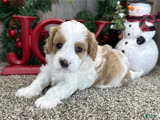 Cavapoo dogs Cavapoo Puppy 1 - Ad 5