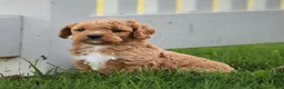 Miniature Labradoodle dogs for sale: Buddy  - Ad 5