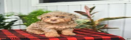 Mini Bernedoodle dogs for sale: Chana - Ad 4