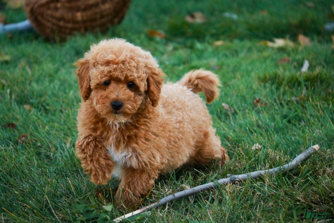 Shihpoo dogs for sale: Chase - Ad 2