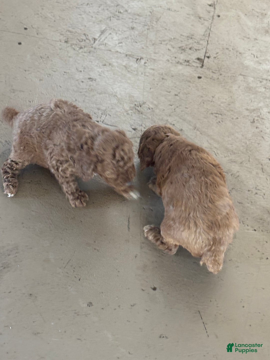 Miniature Poodle dogs for sale: Burt - Ad 8