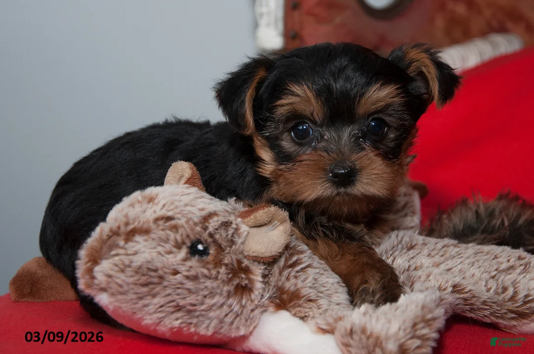 Yorkshire Terrier dogs for sale: Sugar - Ad 1