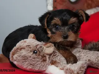 Yorkshire Terrier dogs for sale: Sugar - Ad 2