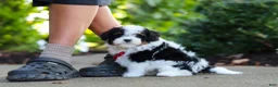 Cavapoo dogs for sale: Leo - Ad 6
