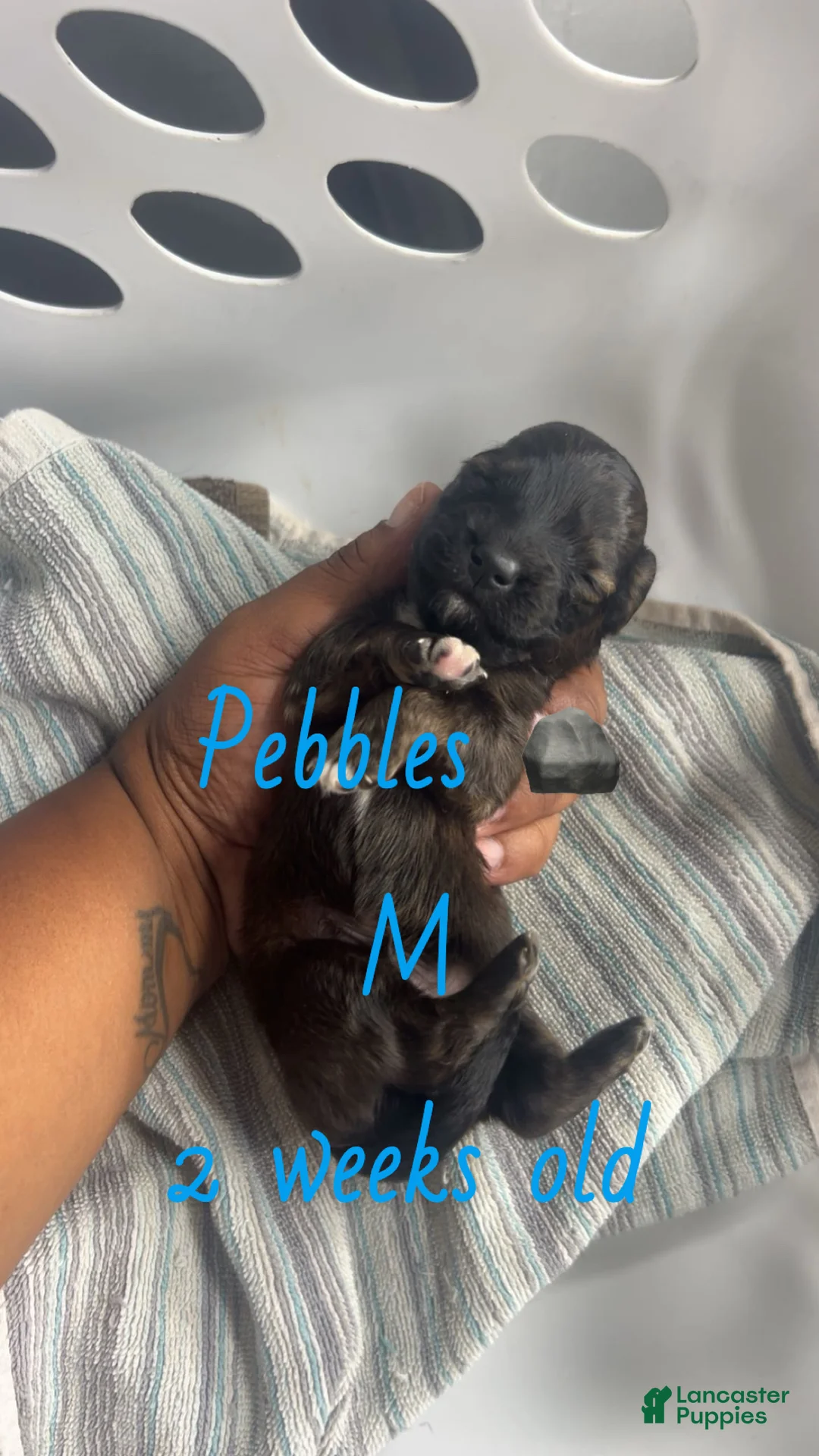 Mixed Breed dogs for sale: Pebbles 🪨  - Ad 2