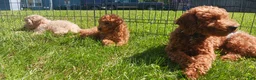 Maltipoo dogs for sale: Rex - Ad 5