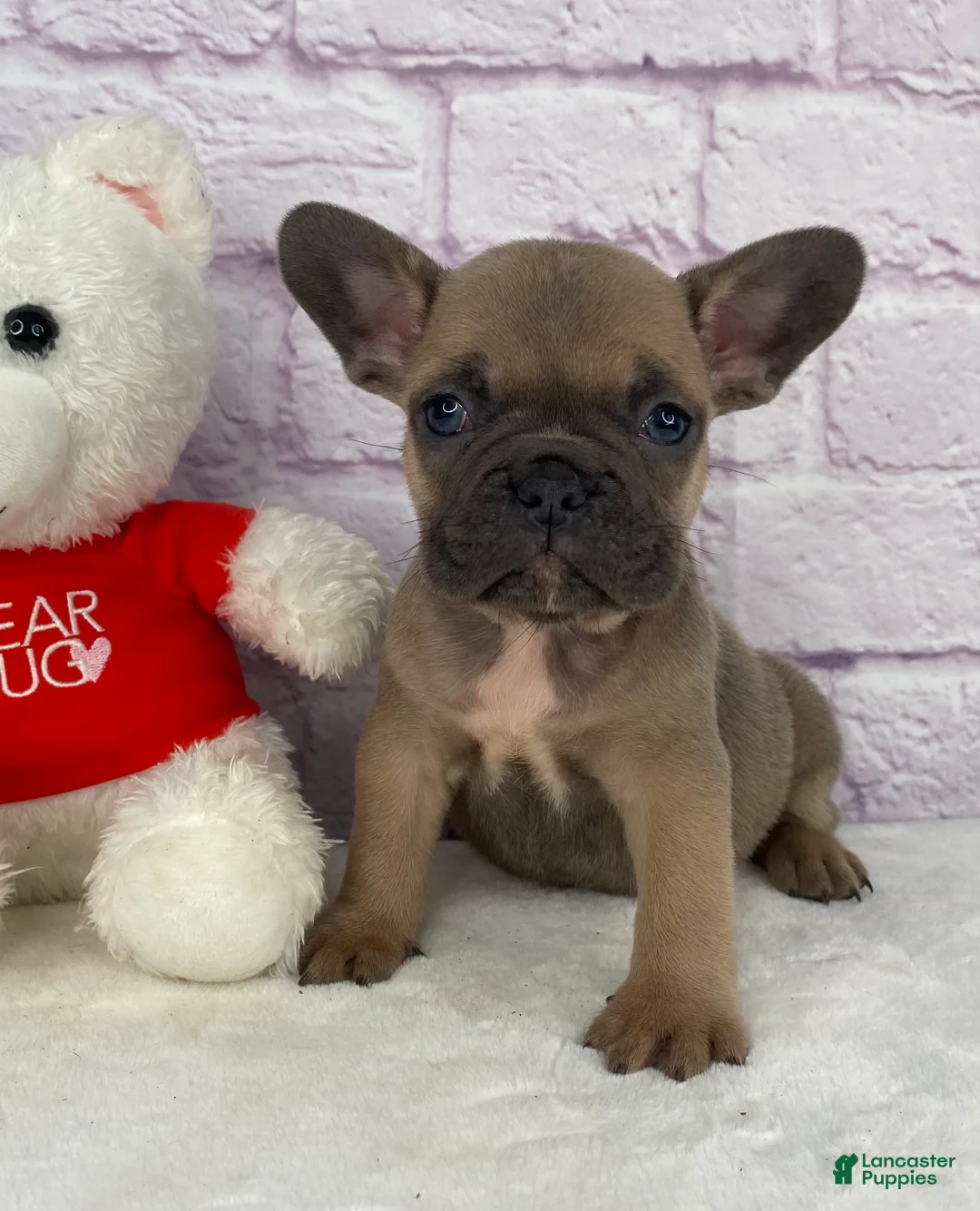 French Bulldog dogs for sale: Sady - Ad 1