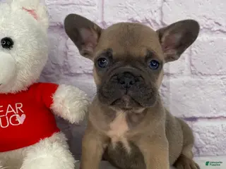 French Bulldog dogs Sady - Ad 35
