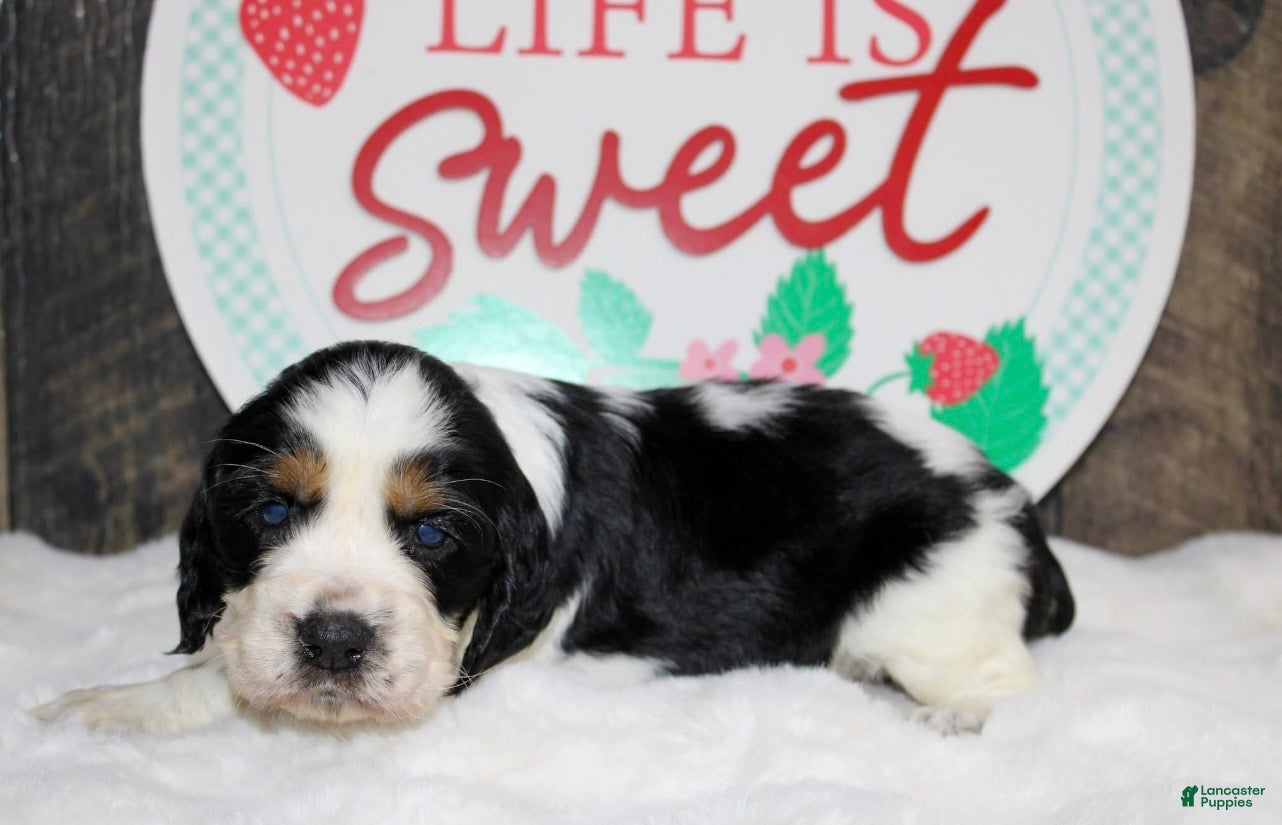 English Springer Spaniel dogs Homer - Ad 2