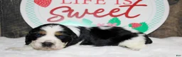English Springer Spaniel dogs for sale: Homer - Ad 2