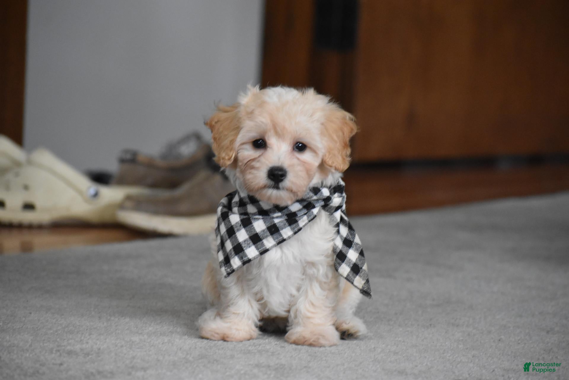 Maltipoo dogs Mia - Ad 2