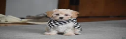 Maltipoo dogs for sale: Mia - Ad 2