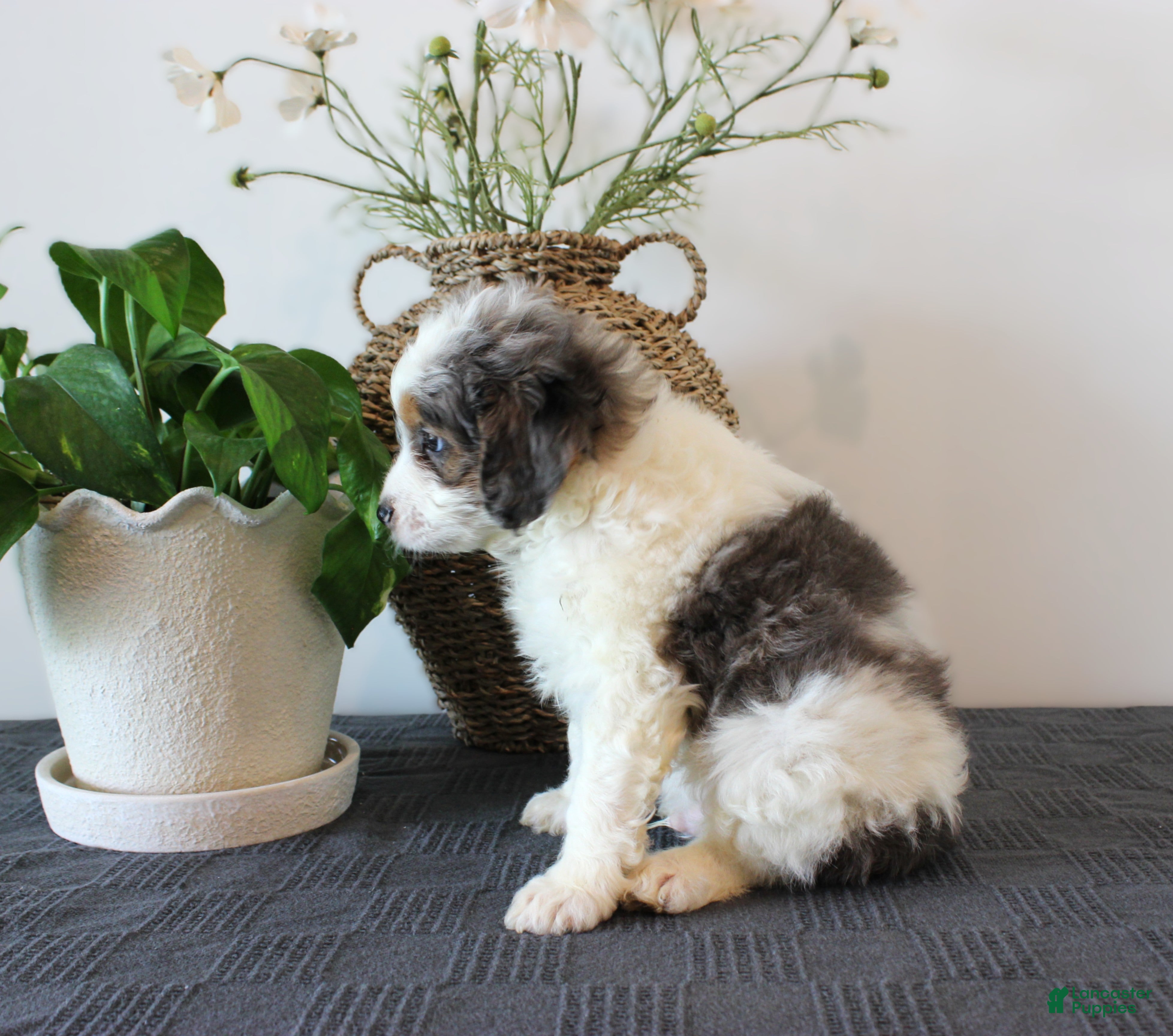 Mini Goldendoodle dogs Heath - Ad 2