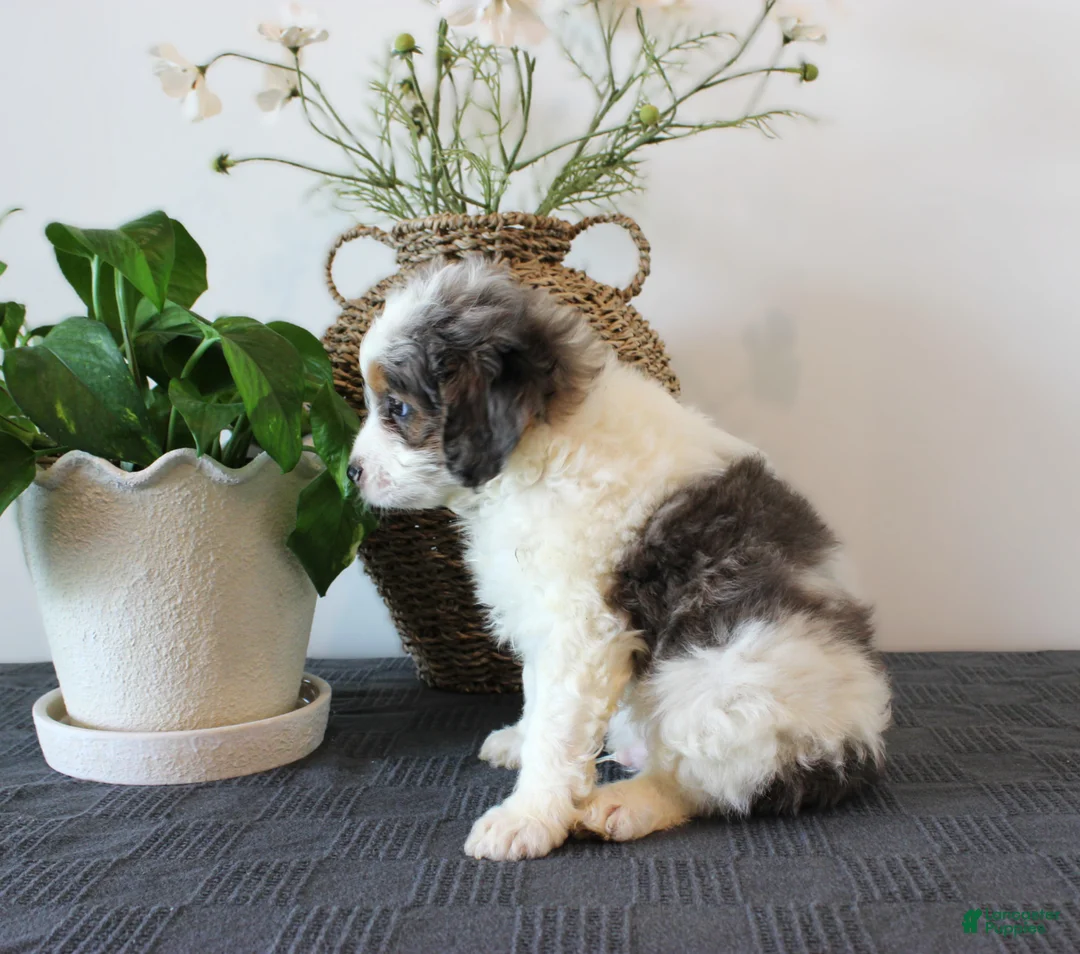 Mini Goldendoodle dogs for sale: Heath - Ad 2