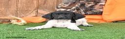 German Shorthaired Pointer dogs for sale: Sport - Ad 4