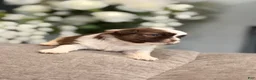 Shih Tzu dogs for sale: Minnie - Ad 4