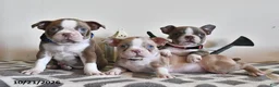 Boston Terrier dogs for sale: Cindy  - Ad 5