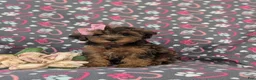 Yorkiepoo dogs for sale: Audrey - Ad 1