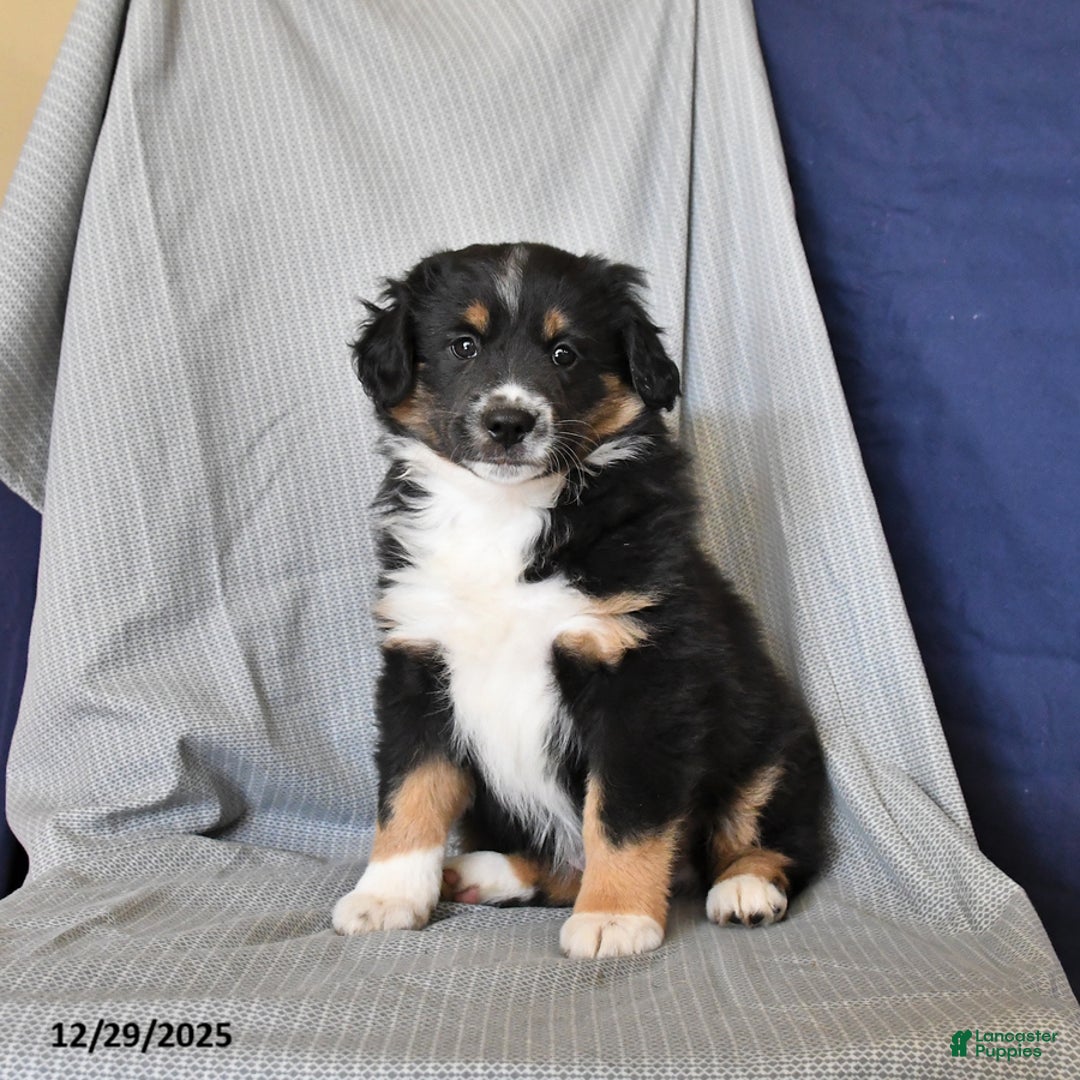 Australian Shepherd dogs for sale: Rover - Ad 4