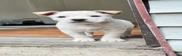 Shiba Inu dogs for sale: Max - Ad 2