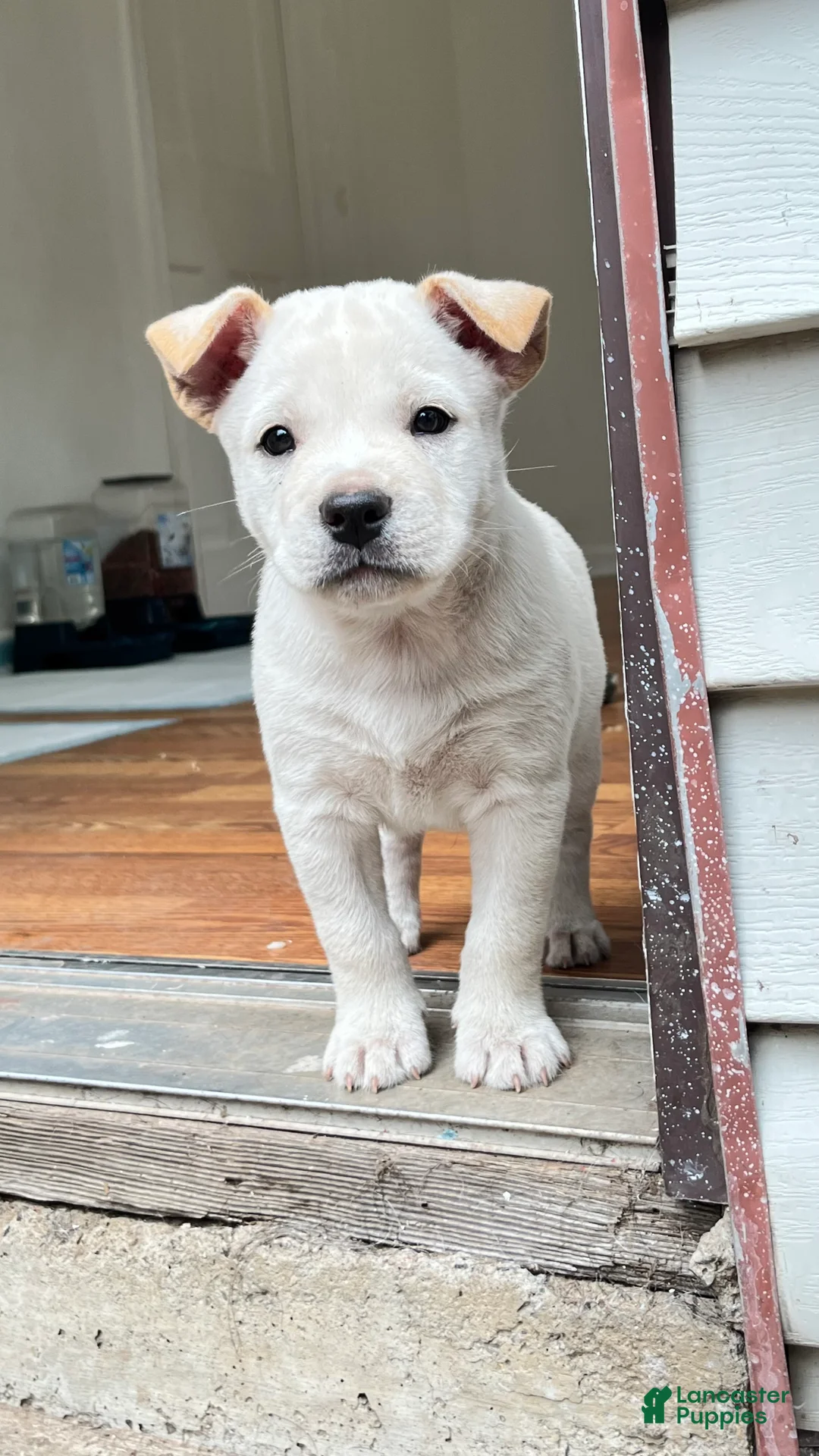 Shiba Inu dogs for sale: Max - Ad 2