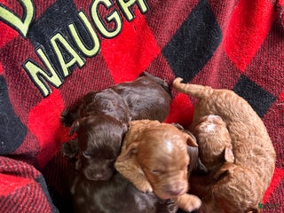 Cavapoo dogs Loki - Ad 23