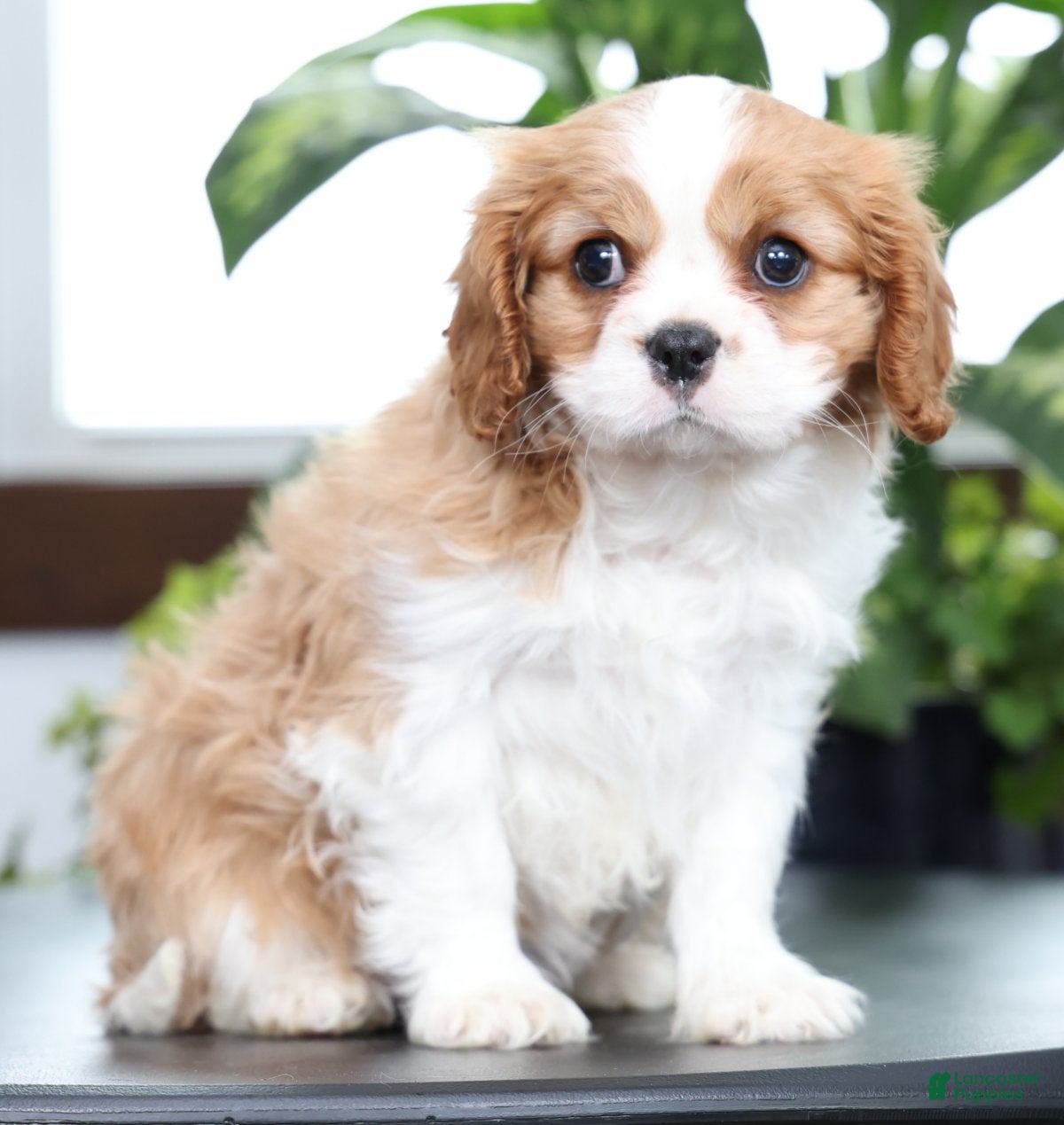 Cavalier King Charles Spaniel dogs Buck - Ad 2