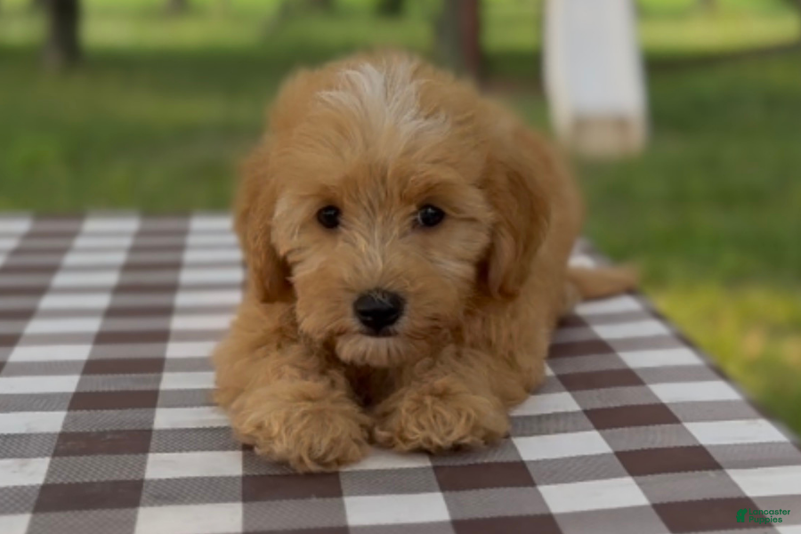 Mini Goldendoodle dogs Ricotta - Ad 13