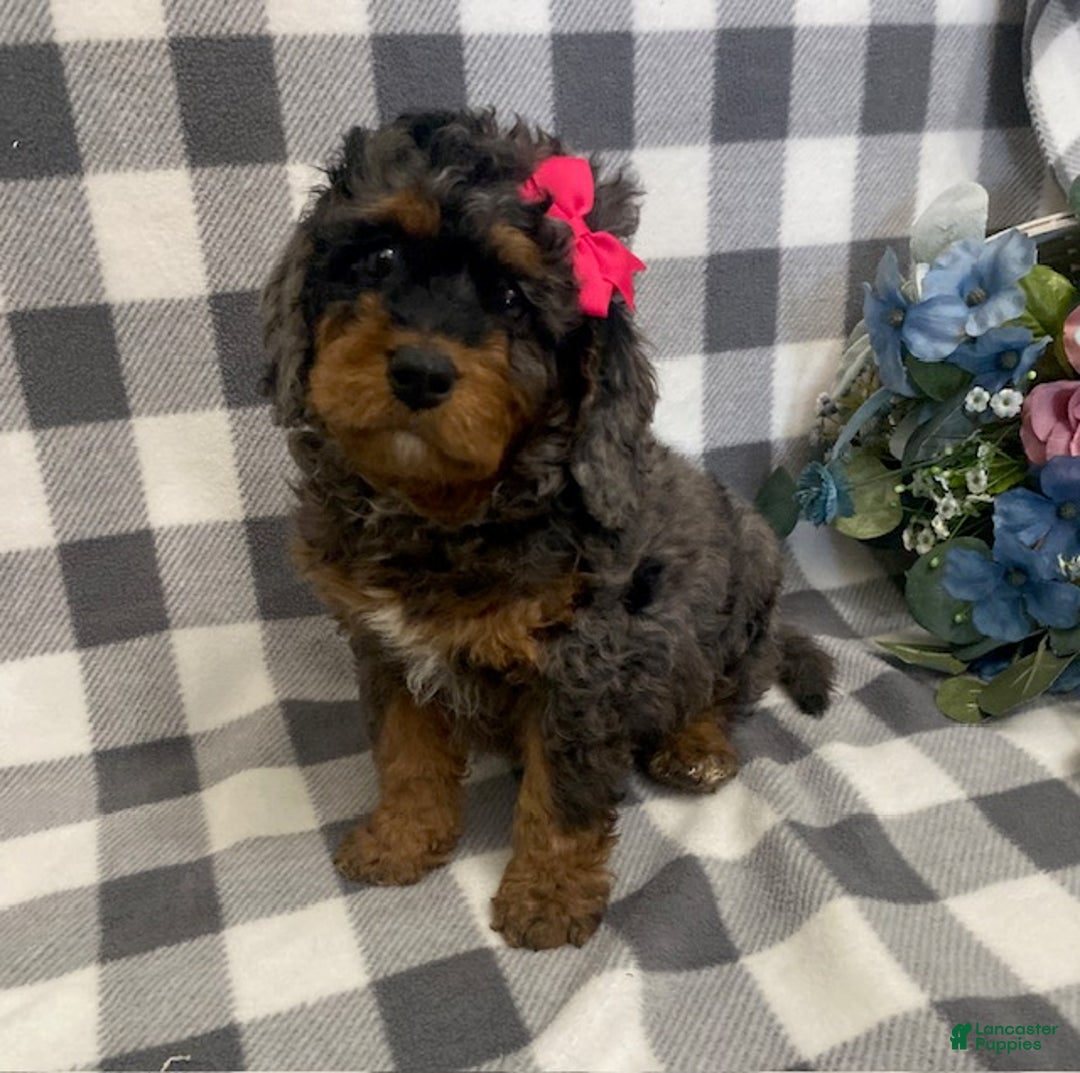 Mini Bernedoodle dogs for sale: Josie- blue merle - Ad 1