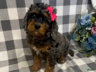 Mini Bernedoodle dogs Josie- blue merle - Ad 40