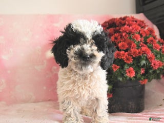 Toy Poodle dogs - Ad 7