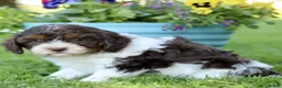 Cavapoo dogs for sale: Lindsey  - Ad 3