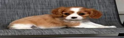 Cavalier King Charles Spaniel dogs for sale: Malachi - Ad 7