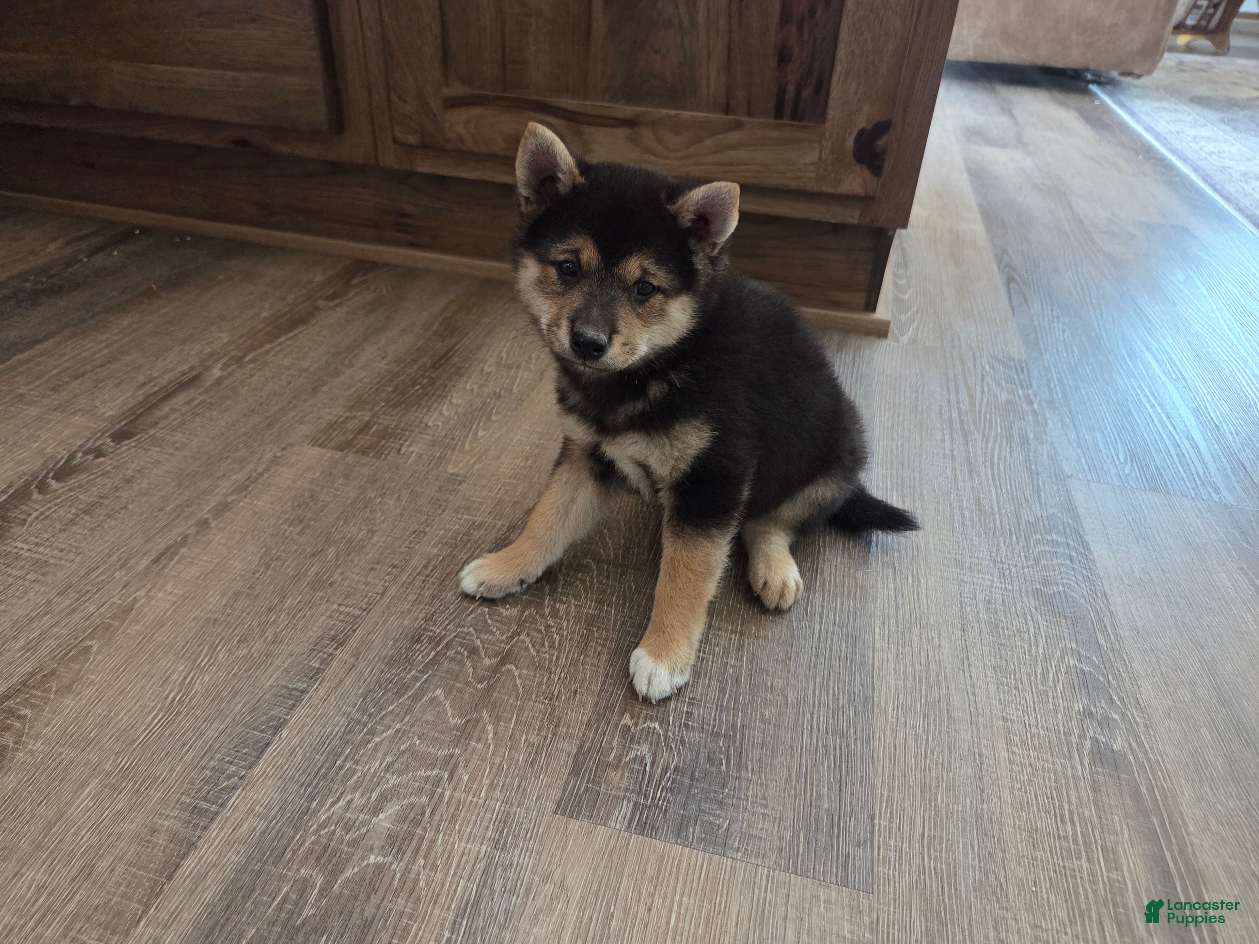 Shiba Inu dogs Randy - Ad 1