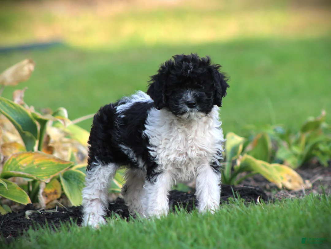 Cockapoo dogs for sale: Tuxie - Ad 2