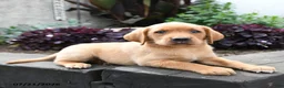 Labrador Retriever dogs for sale: Wren - Ad 1