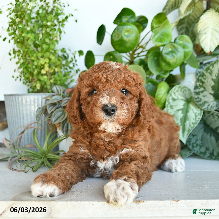 Cavapoo dogs for sale: Linford  - Ad 3