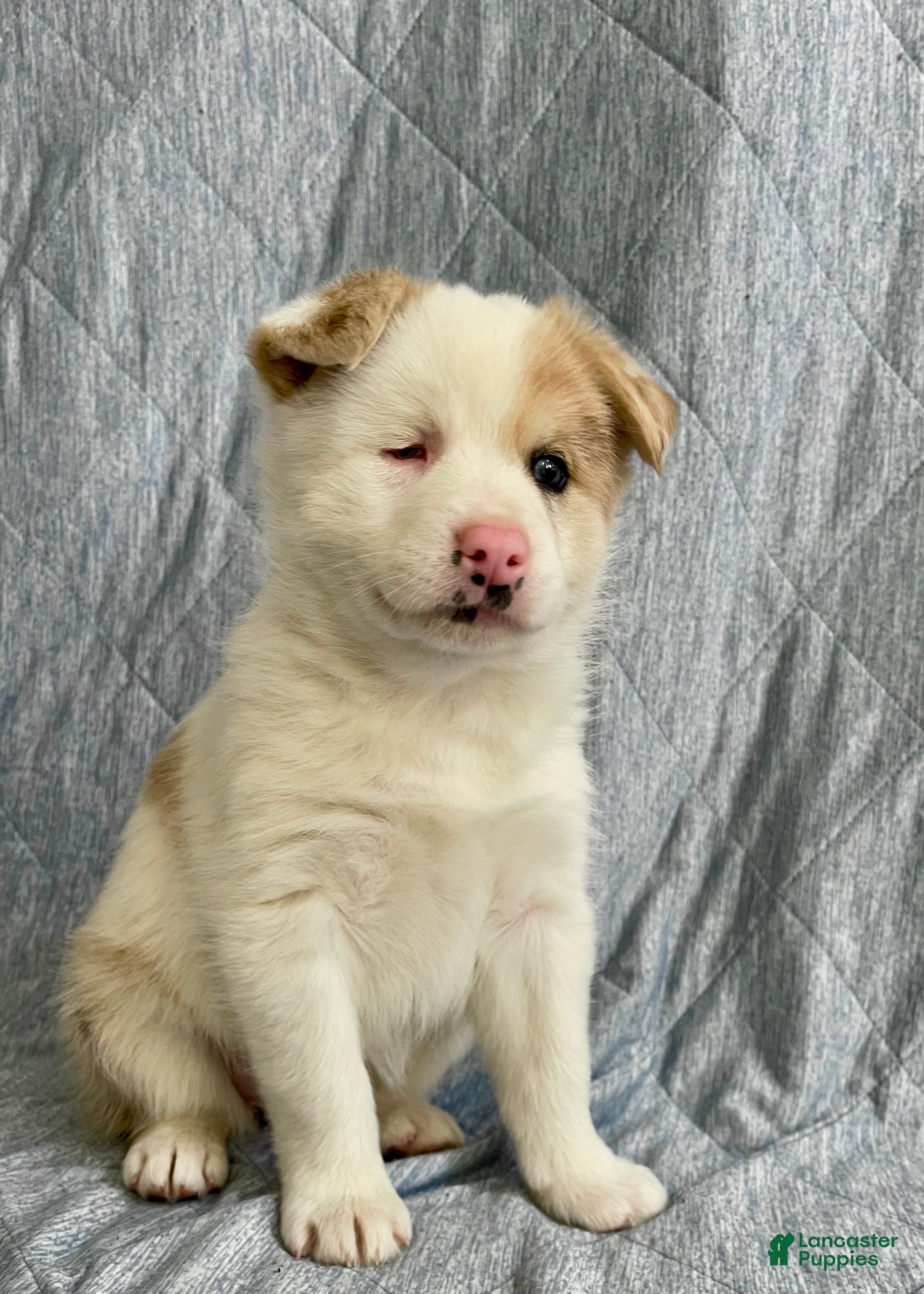 Pomsky dogs Cookie - Ad 1