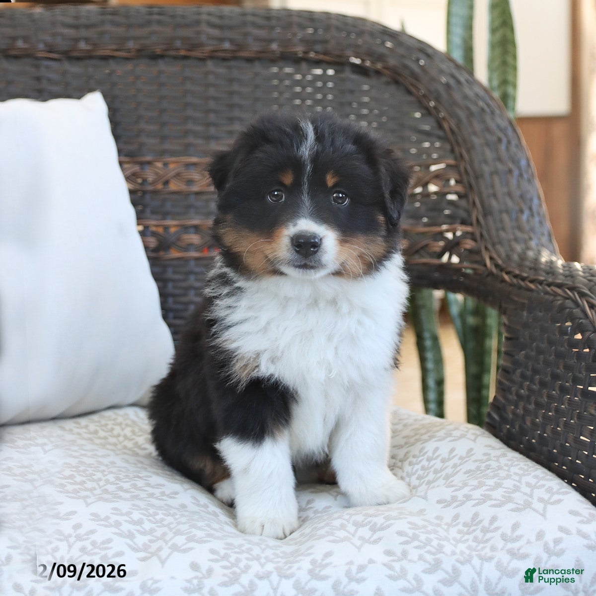 Miniature Australian Shepherd dogs Finley - Ad 19