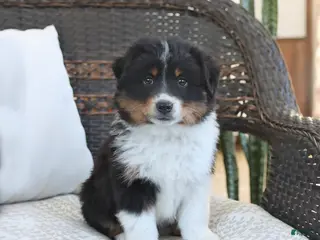 Miniature Australian Shepherd dogs Finley - Ad 19
