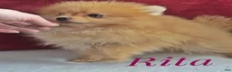 Pomeranian dogs for sale: ✨ The Little Shadow You've Been Waiting For ✨ - Ad 4