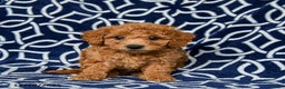 Bichpoo dogs for sale: Rusty - Ad 2